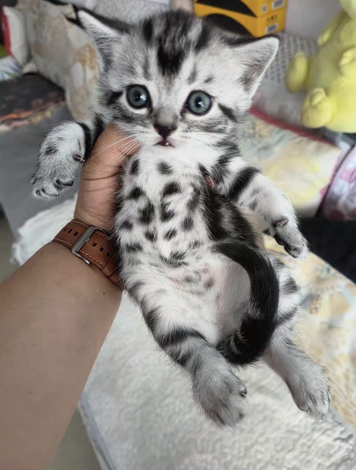 虎斑猫 花纹很正 很清晰 包子脸 虎头虎脑的，很可爱 公母都有